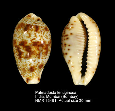 Palmadusta lentiginosa.JPG - Palmadusta lentiginosa(J.E.Gray,1825)